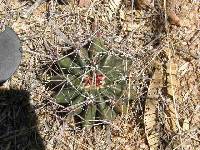 Ferocactus wislizeni image