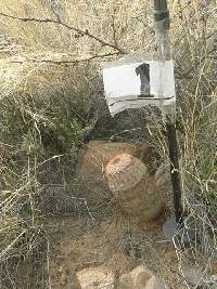 Echinocereus rigidissimus image