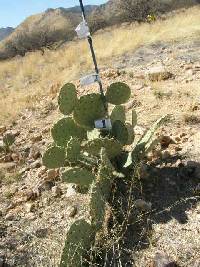 Opuntia engelmannii image