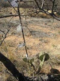 Opuntia engelmannii image