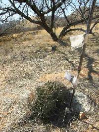 Ferocactus wislizeni image