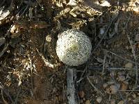 Echinocereus rigidissimus image