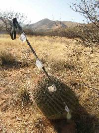 Ferocactus wislizeni image