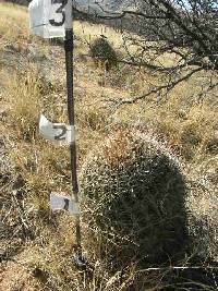 Ferocactus wislizeni image