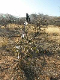 Cylindropuntia spinosior image