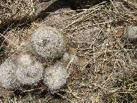 Mammillaria grahamii image