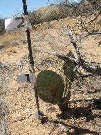 Opuntia engelmannii image