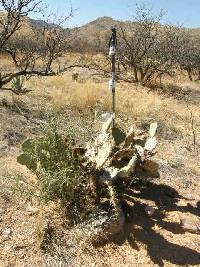 Opuntia engelmannii image