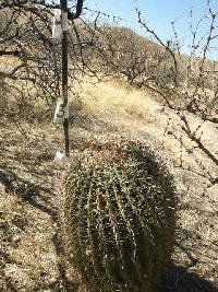 Ferocactus wislizeni image
