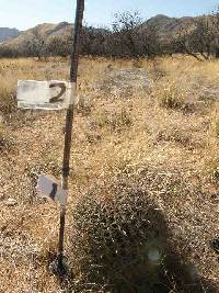 Ferocactus wislizeni image