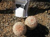 Echinocereus rigidissimus image