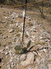 Opuntia engelmannii image