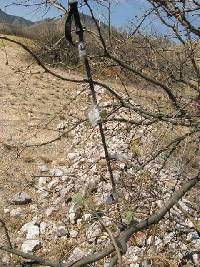 Opuntia engelmannii image