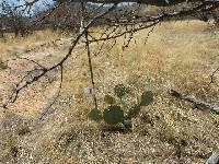 Opuntia engelmannii image