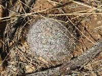 Mammillaria grahamii image