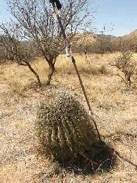 Ferocactus wislizeni image