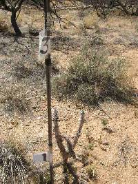 Cylindropuntia spinosior image