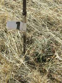 Ferocactus wislizeni image