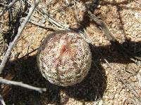 Echinocereus rigidissimus image