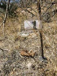 Echinocereus rigidissimus image