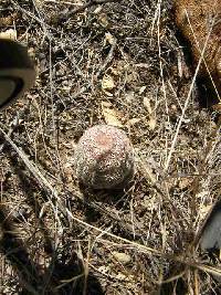 Echinocereus rigidissimus image