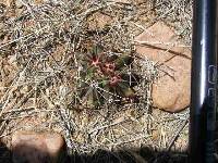 Ferocactus wislizeni image