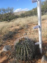 Ferocactus wislizeni image