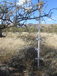 Ferocactus wislizeni image