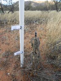 Cylindropuntia spinosior image