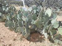 Opuntia engelmannii image