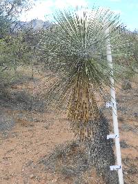 Yucca elata image