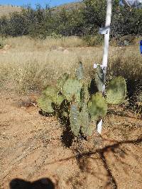 Opuntia engelmannii image