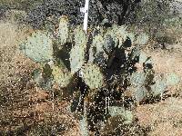 Opuntia engelmannii image