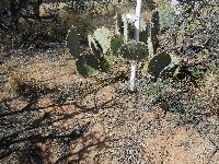 Opuntia engelmannii image