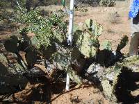 Opuntia engelmannii image