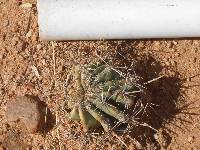 Ferocactus wislizeni image