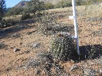 Ferocactus wislizeni image