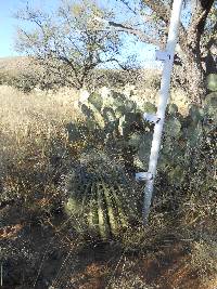 Ferocactus wislizeni image