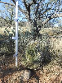 Ferocactus wislizeni image