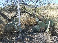 Opuntia engelmannii image