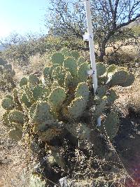 Opuntia engelmannii image