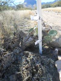 Opuntia engelmannii image