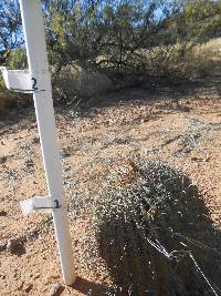 Ferocactus wislizeni image