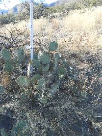 Opuntia engelmannii image