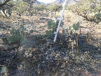 Opuntia engelmannii image