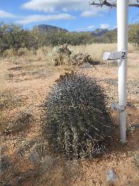 Ferocactus wislizeni image