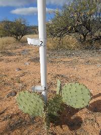 Opuntia engelmannii image