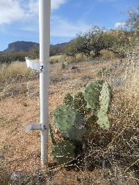 Opuntia engelmannii image