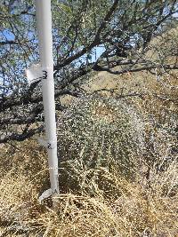 Ferocactus wislizeni image