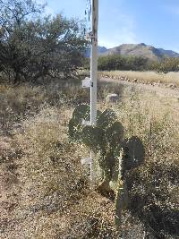 Opuntia engelmannii image